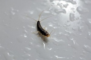 ZILVERVISJES: plaag in nieuwbouwhuizen