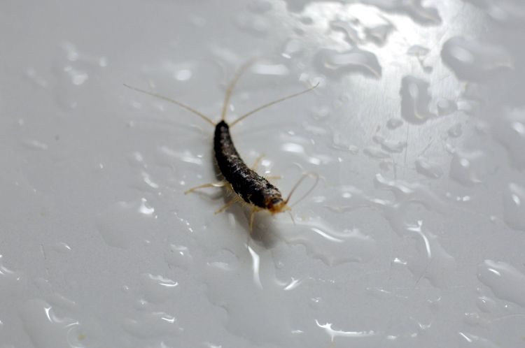 ZILVERVISJES: plaag in nieuwbouwhuizen