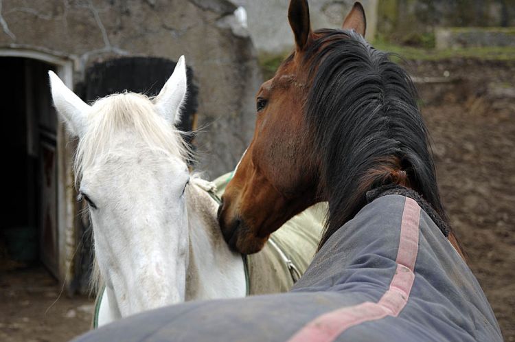 Stellingmaand: familievoorstelling in het Fort Diemerdam
