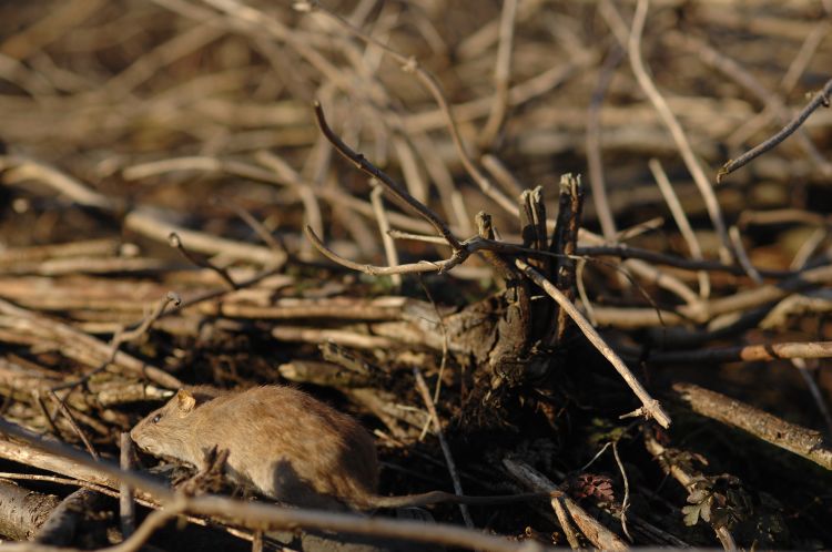 Buitenwerkdag in Diemerpark