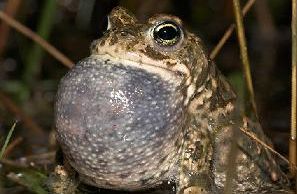 Slapende pad vertraagt aanleg tennisvelden