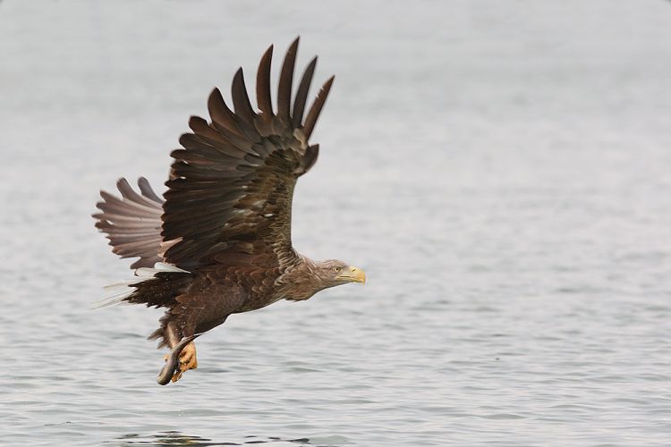 Zeearend gespot in de Vijfhoek