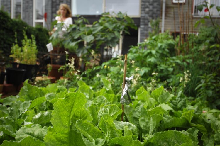 Cityfarming (met saladerecept)