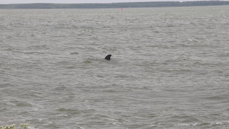 Forteiland Pampus grapt met haaienvin