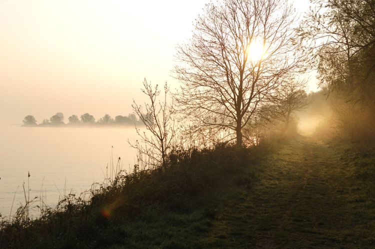 Honden aan de lijn in Diemervijfhoek