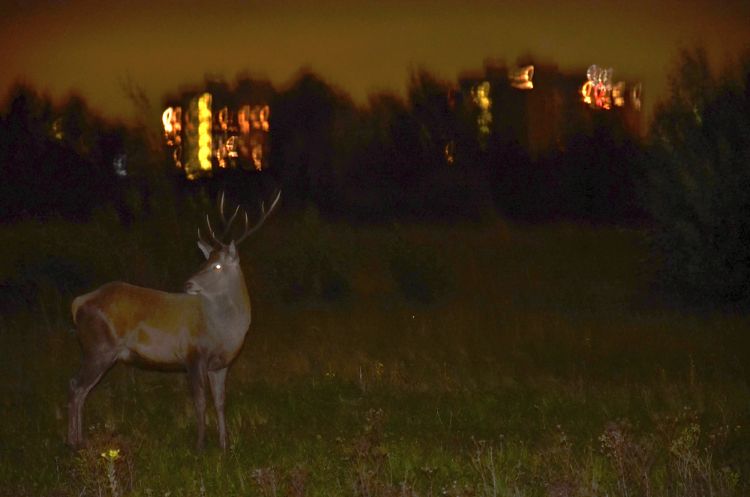 Edelhert doorkruist Diemerpark