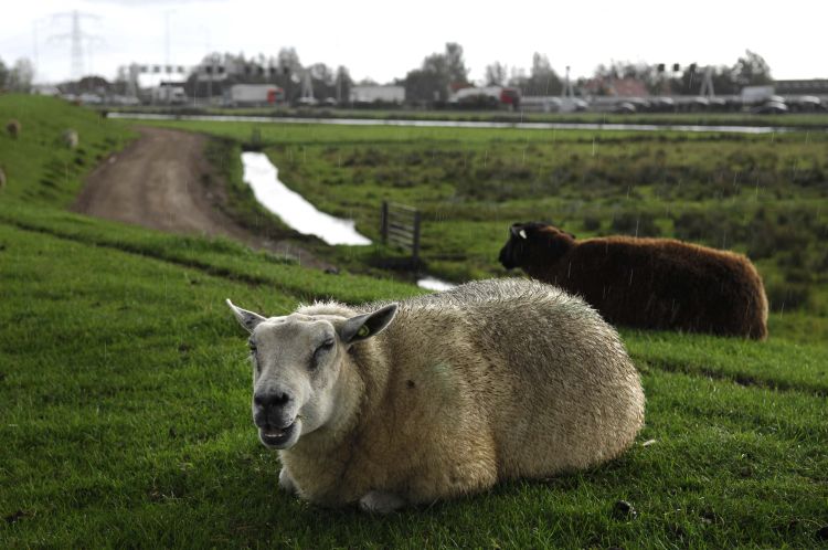 Diemen. Uit het Veen getrokken.
