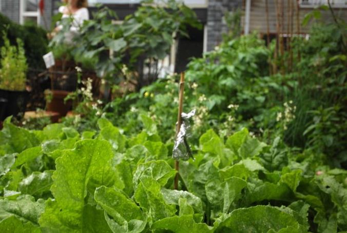 Volkstuintjes op braakliggende kavel Haveneiland