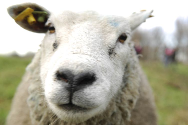 ‘IJburg verdient een kinderboerderij’