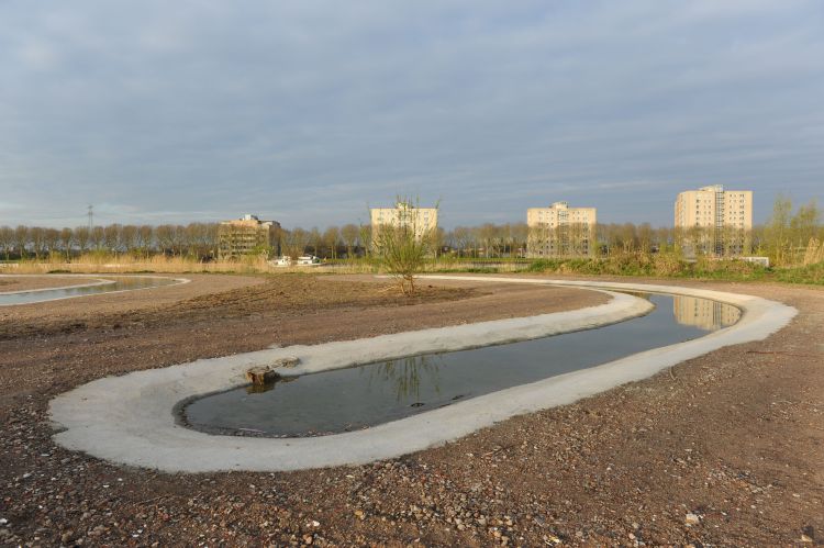 Paddenpoelen in het Diemerpark