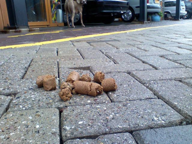 Stadsdeel Oost wil meer plek voor honden. Bewoners ook?