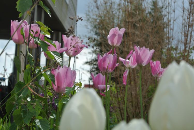 Don Florito in de race voor Dutch Wedding Awards