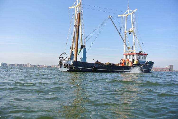 Genoeg mosselen voor watervogels IJburg