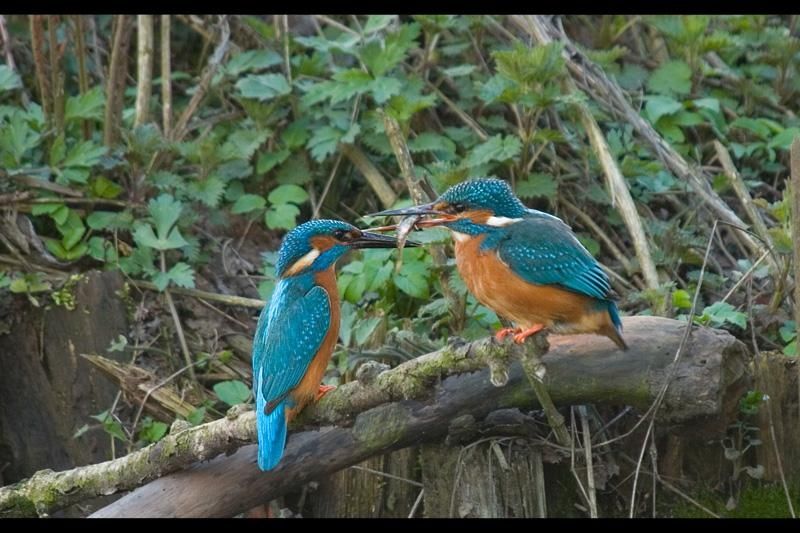 IJsvogels strijken neer in Zuidelijke IJmeerkust
