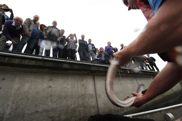 Doorgang voor trekvissen bij Oranjesluizen