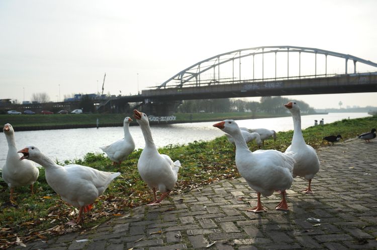 Amsterdamsebrug weer open voor autoverkeer