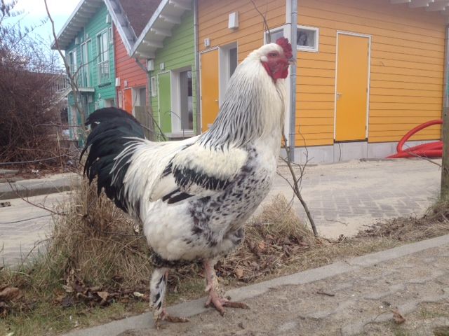 Camping Zeeburg houdt Nachtje Zeeburg voor Amsterdammers