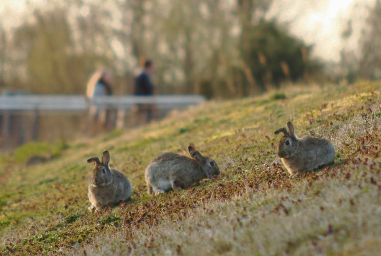 Konijnenopvang op kinderboerderij De Werf