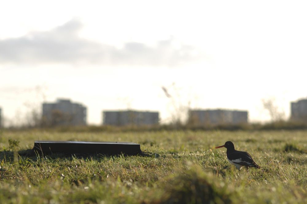 Help weidevogels groot worden