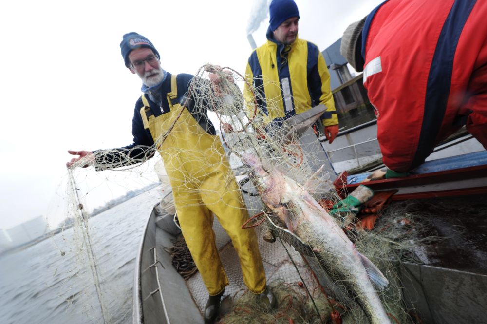 Zelfgevangen vis bij Wilde Zwijnen