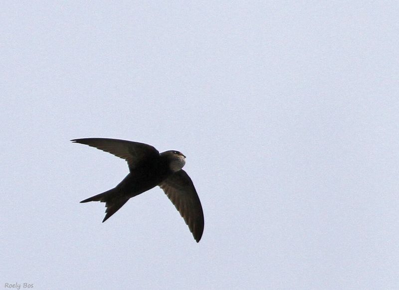 De gierzwaluwen zijn er weer