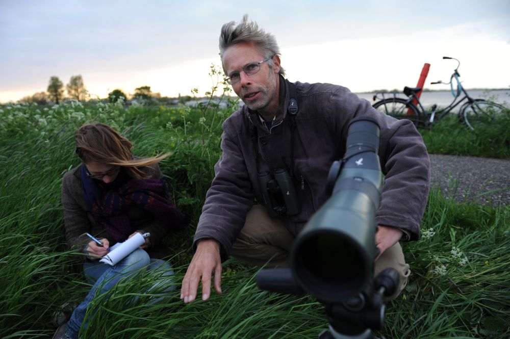 Broedende lepelaars op de luwtedam