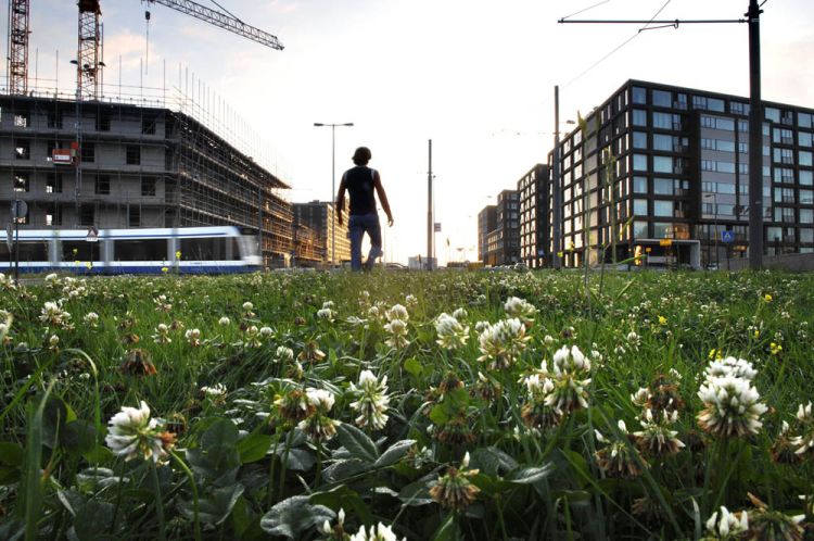 Geef je mening over het winkelstraatregime IJburglaan/Pampuslaan