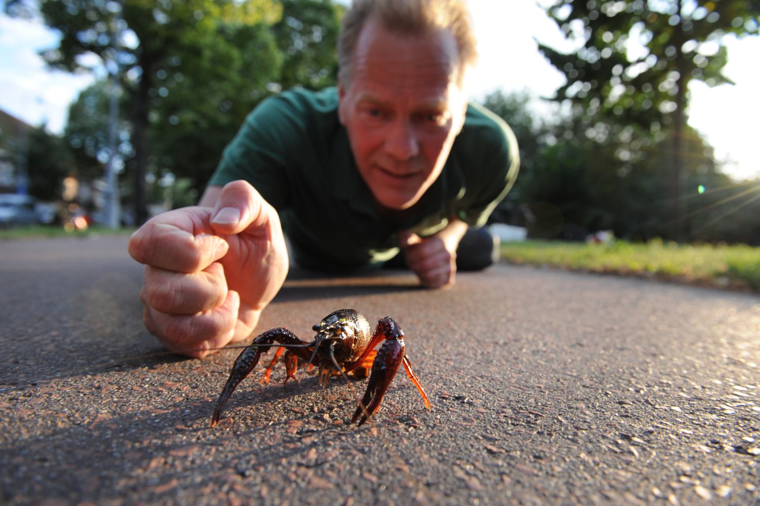 Wat doen die rode kreeften op straat?