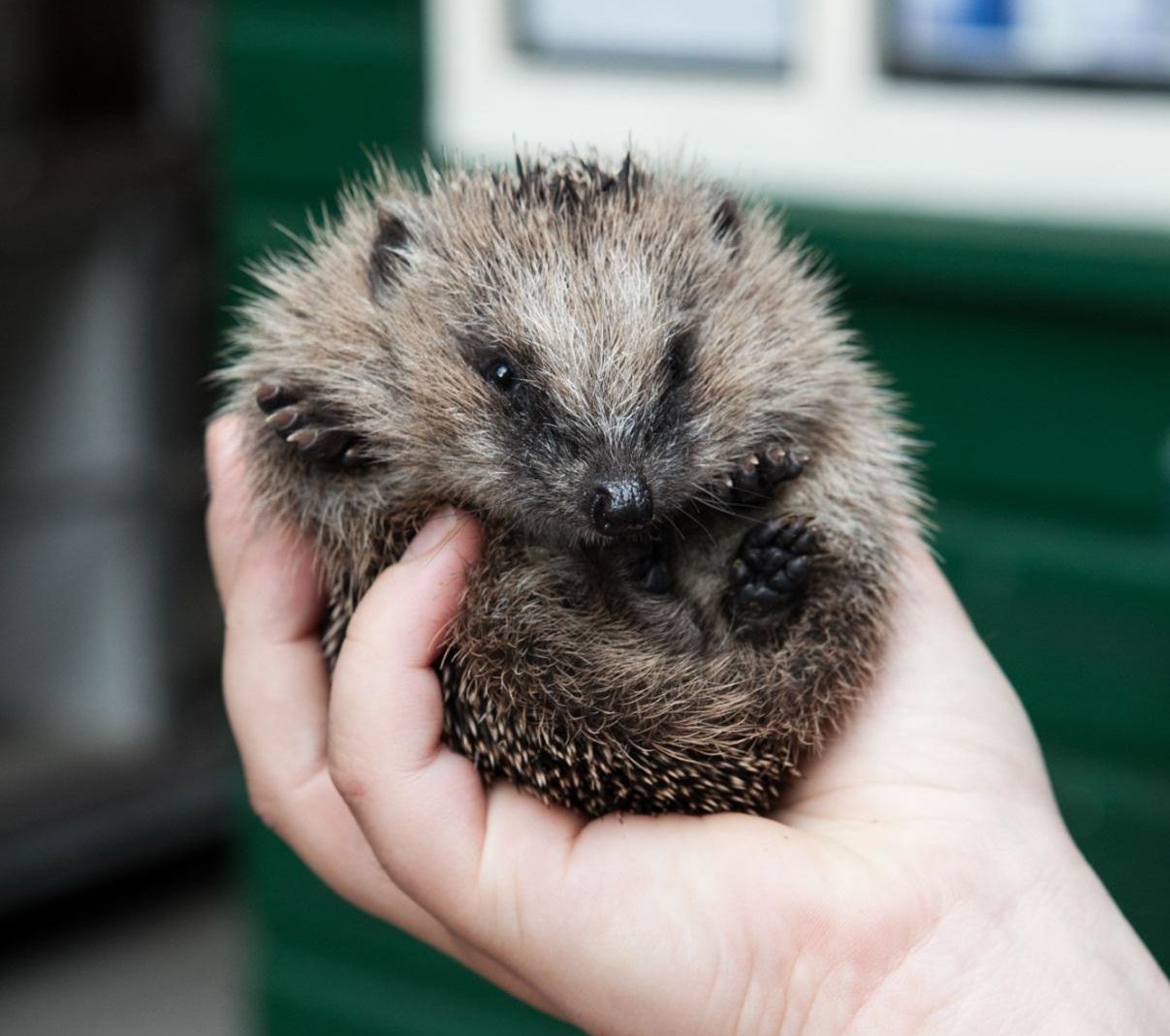 Oproep: steun de noodopvang voor dieren
