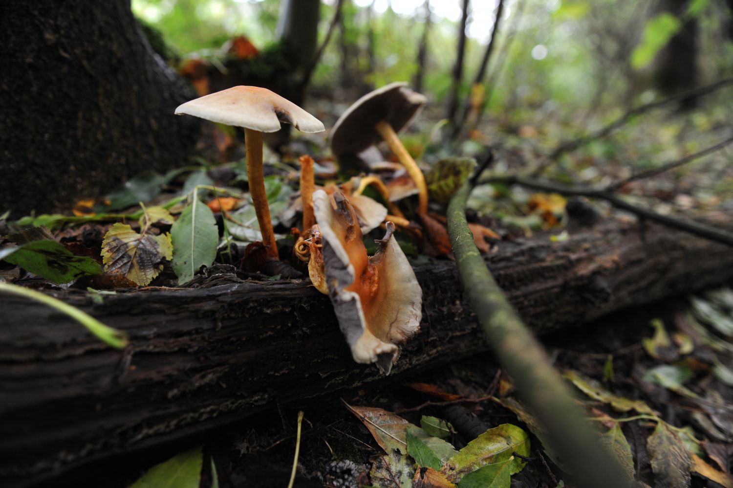 Paddenstoelen zoeken