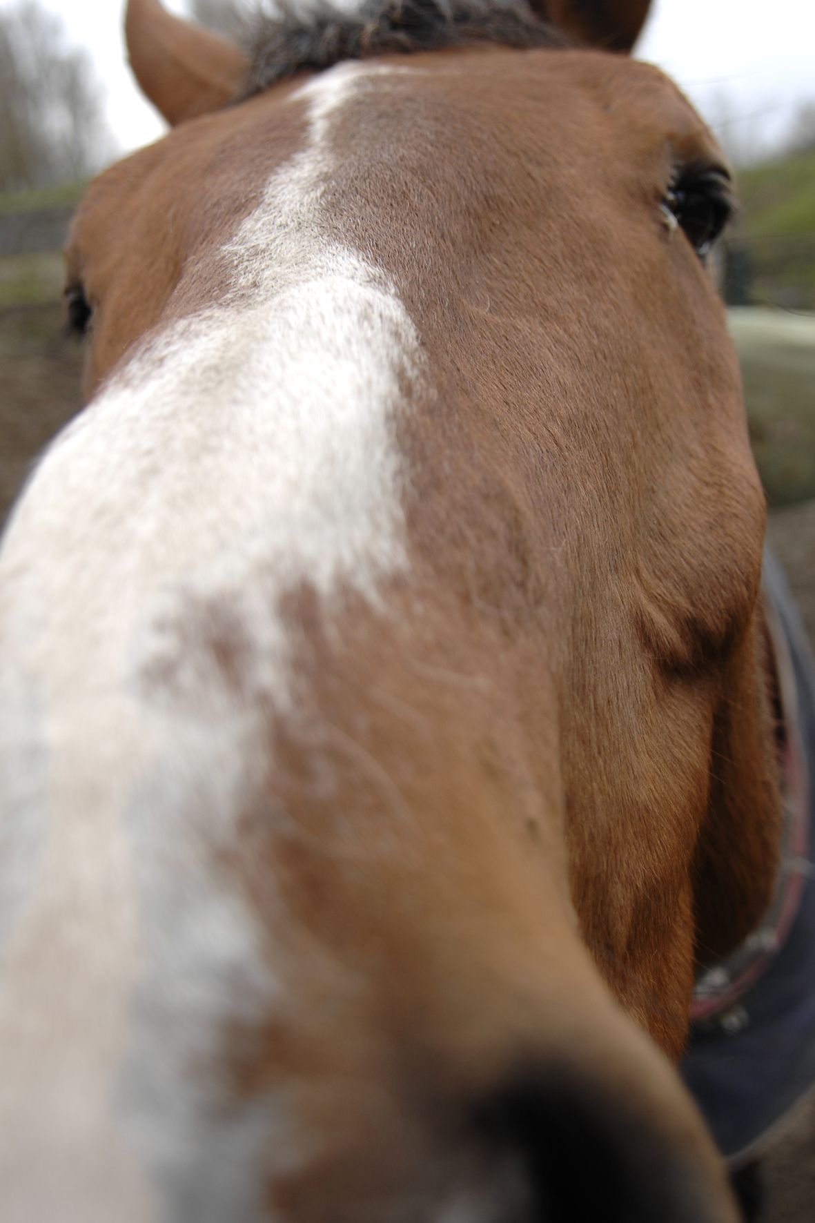 Zomerkampen op manege de Eenhoorn