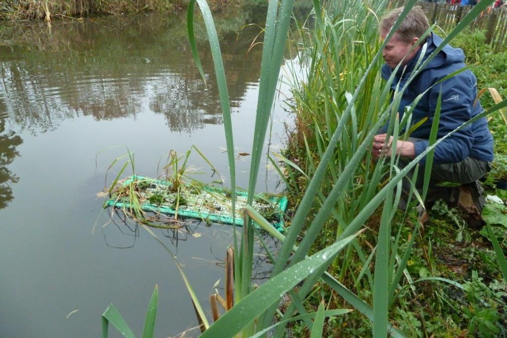 Eerste planten voor vlinderidylle