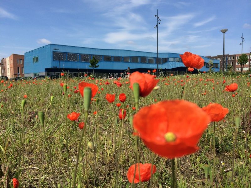 Kinderen laten haar knippen voor Stichting Haarwensen