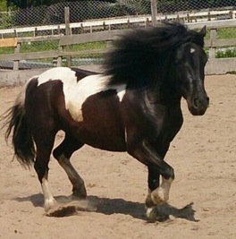Boerderij opent met feestelijke picknick