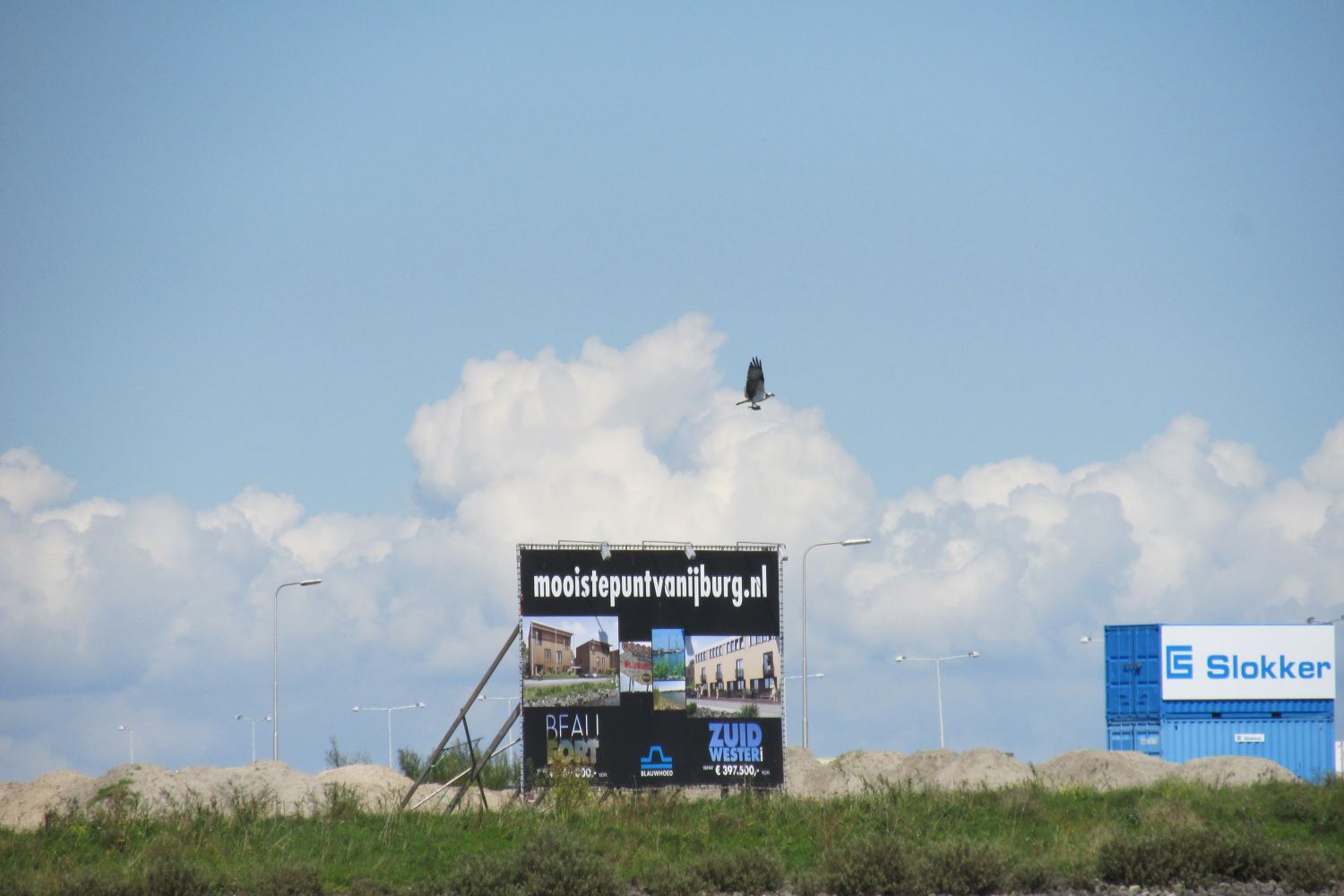 Visarend jaagt op IJburg