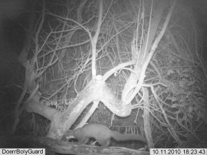 Boommarter, beeld Geert Timmermans