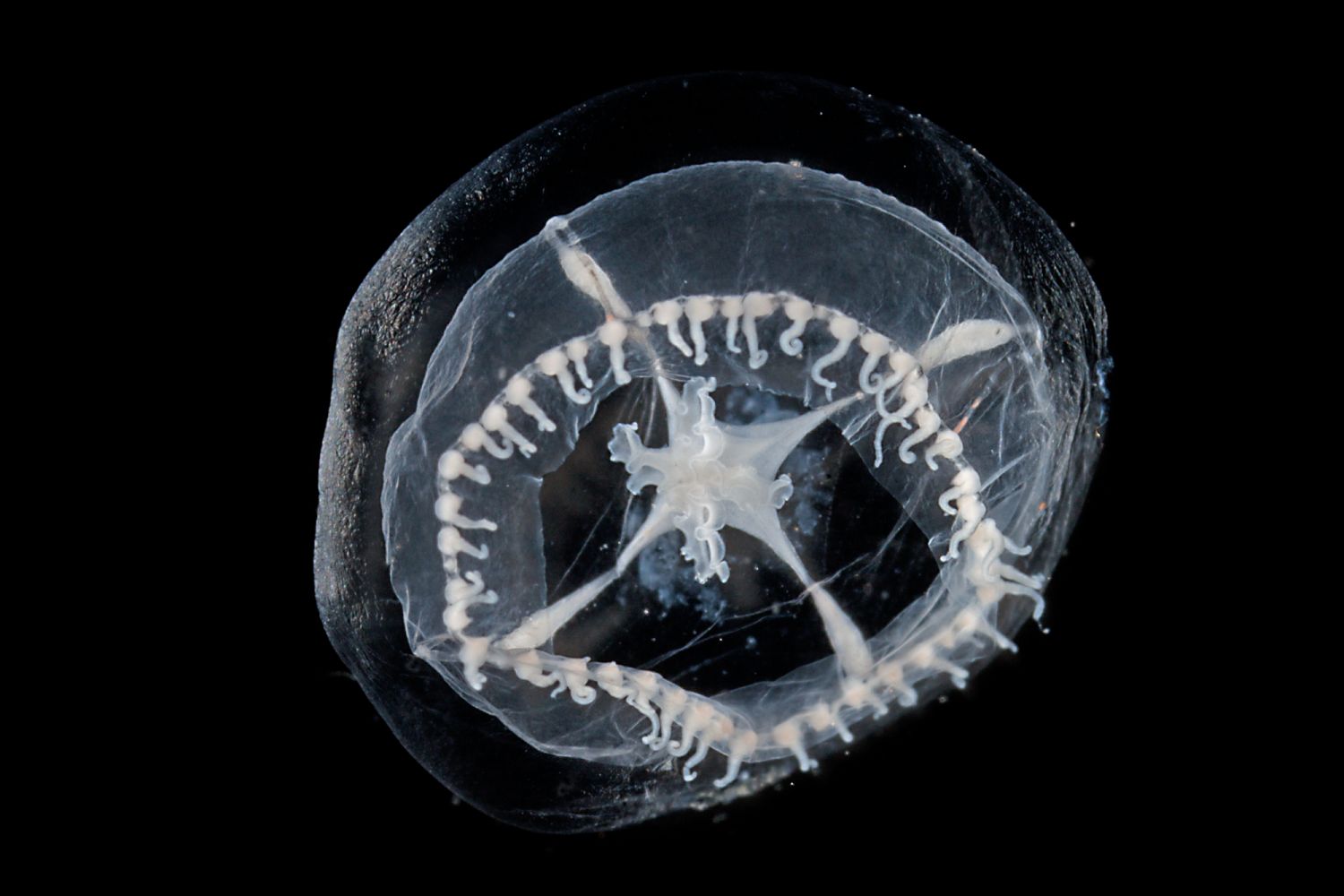 Nieuwe kwallensoort in Amsterdamse haven