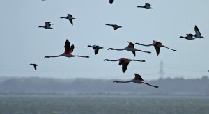 Flamingo's, Hoeckelingsdam. Foto Bob van den Broek