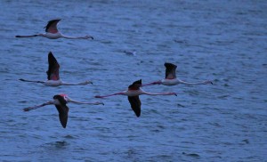 Flamingo's, Kinselbaai, Durgerdam. 3 Foto Bob van den Broek