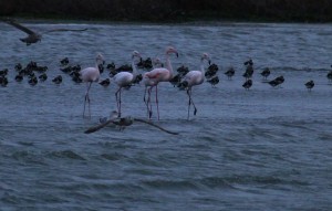 Flamingo's, Kinselbaai, Durgerdam. Foto Bob van den Broek