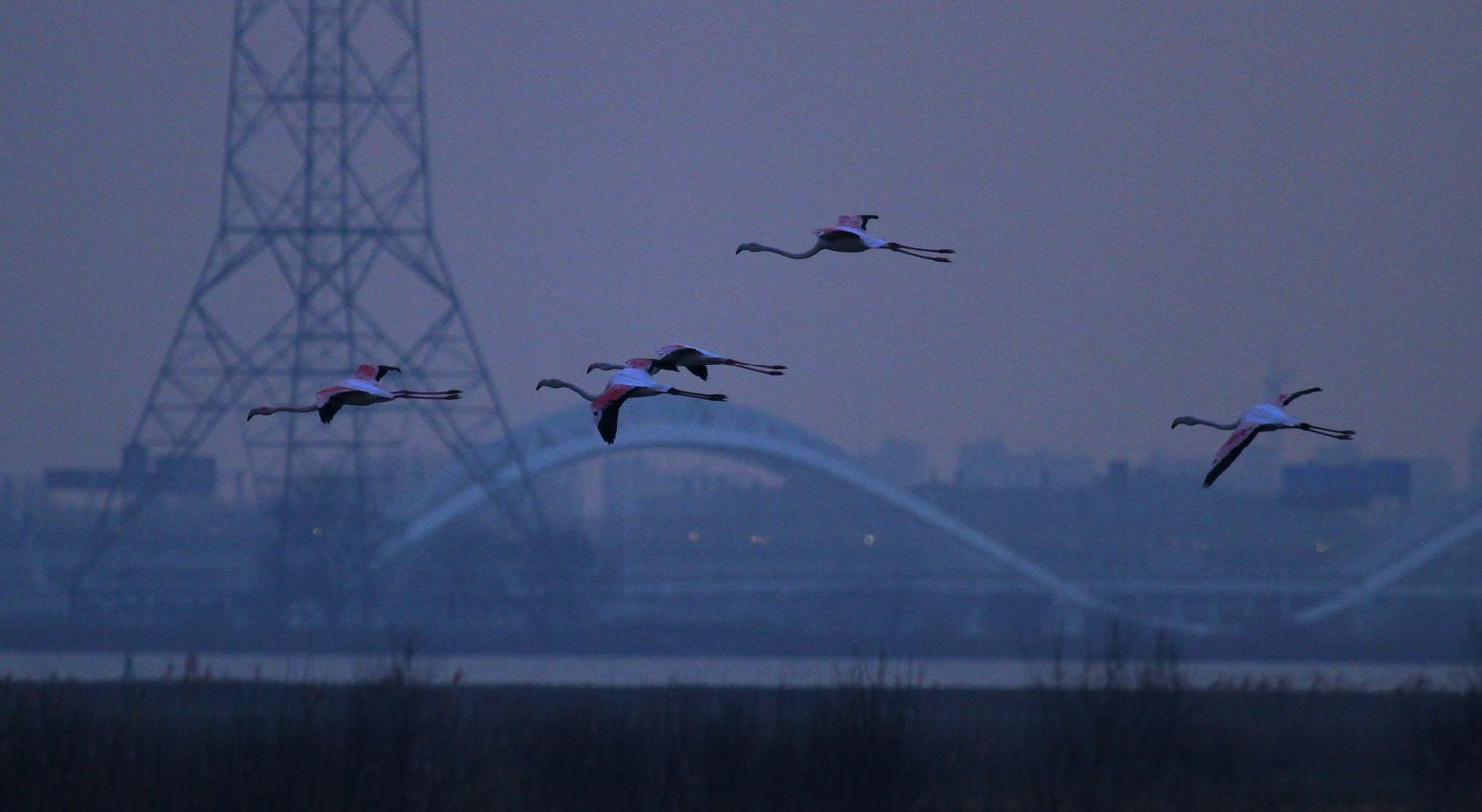 Flamingo’s – in het wild – bij Durgerdam