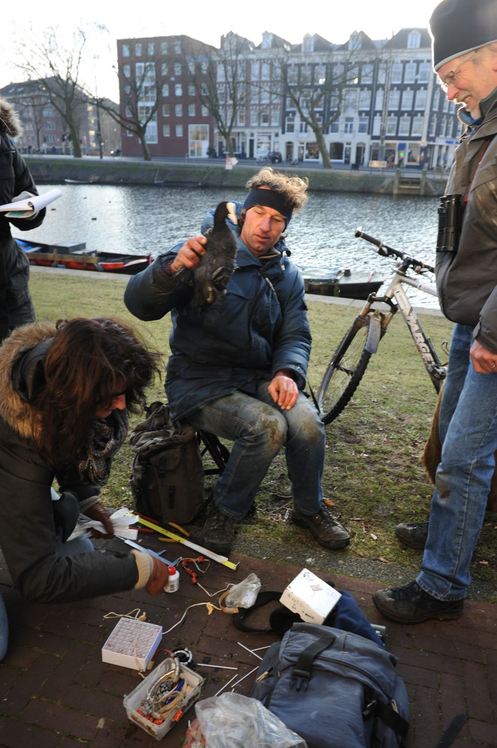 Vogels ringen in Amsterdam. ‘Het gaat helemaal niet goed met de meeuwen’