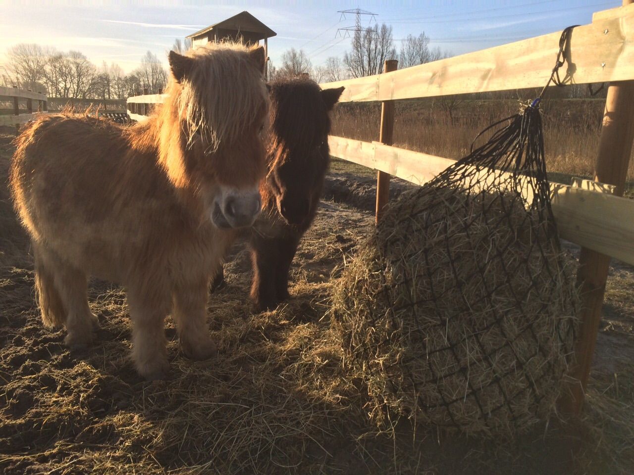 Boerderij op IJburg: meer ruimte, meer pony’s