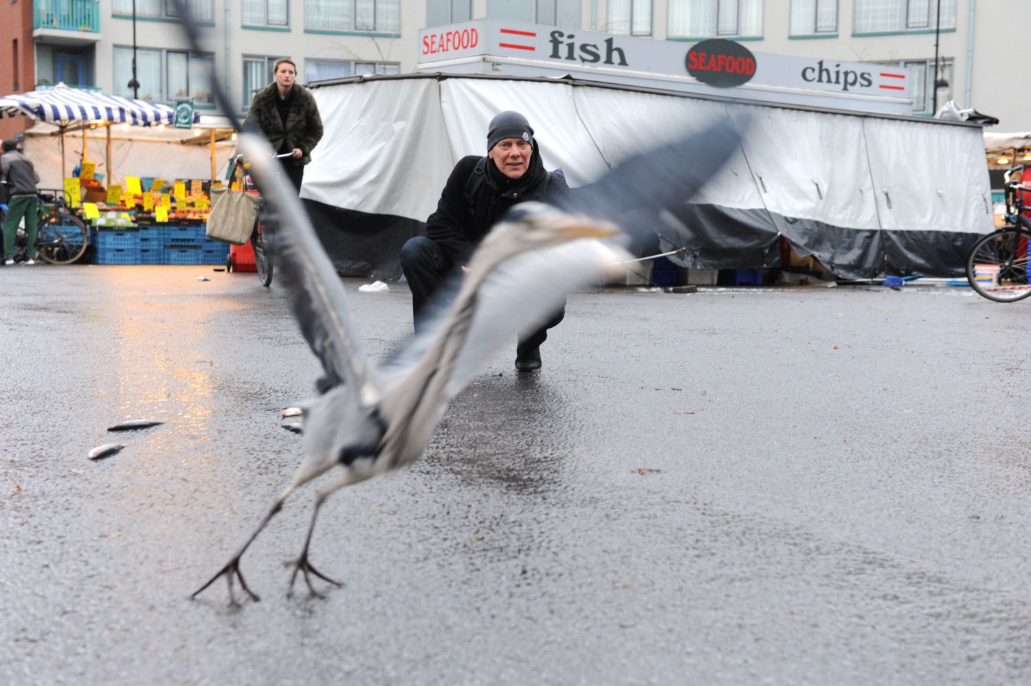 Steeds vaker zeehonden in Amsterdam