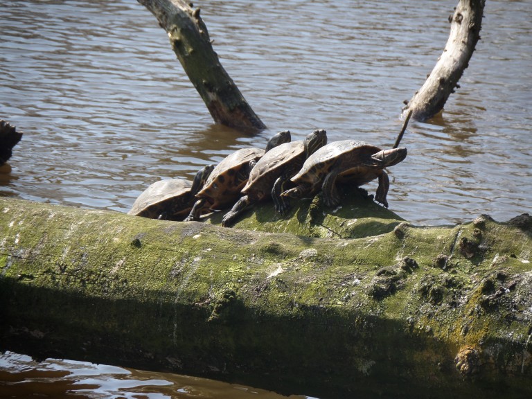 Schildpadden in het Oosterpark