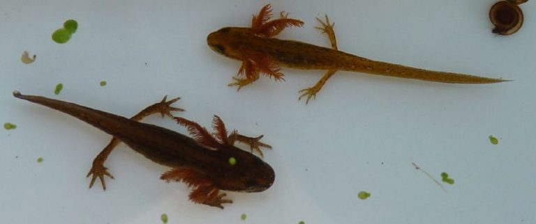 Natuurexcursies in de Diemervijfhoek