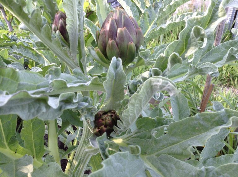 Moestuintjes Steigereiland-Noord