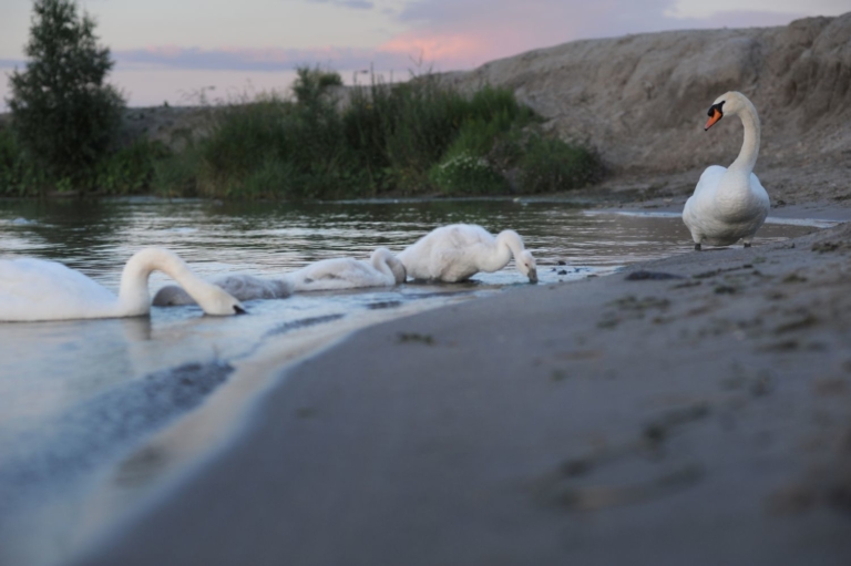 Natuurparadijs in het Markermeer