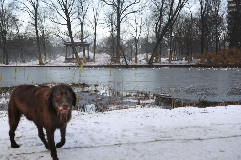 Midwintervuurfestijn in Oosterpark