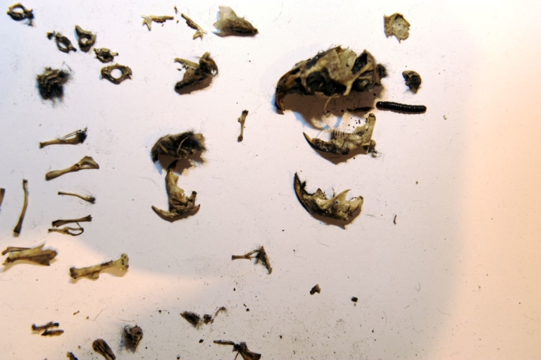 Muizen, zangvogels en het schoentje van een barbiepop